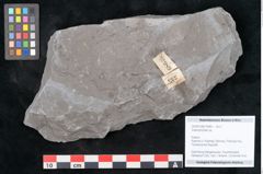 Foto (Objekt + Etikett) von Asterophyllites sp.  (NHMW-GEO-2024-0188-10989)